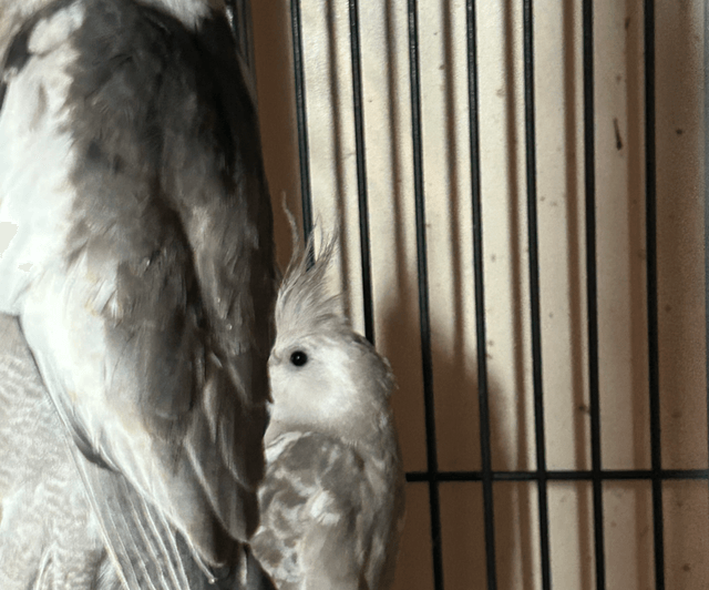 Various Stunning Baby Cockatiels 