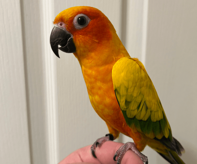 Hand Reared Sun Conures 