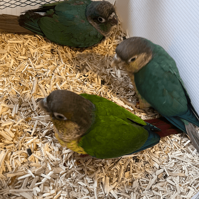 Super Tame Baby Conures 