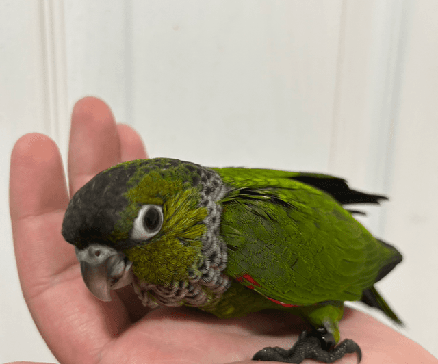 Hand Reared Baby Black Capped Conure 