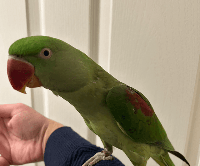 Hand Reared Tame Female Alexandrine 