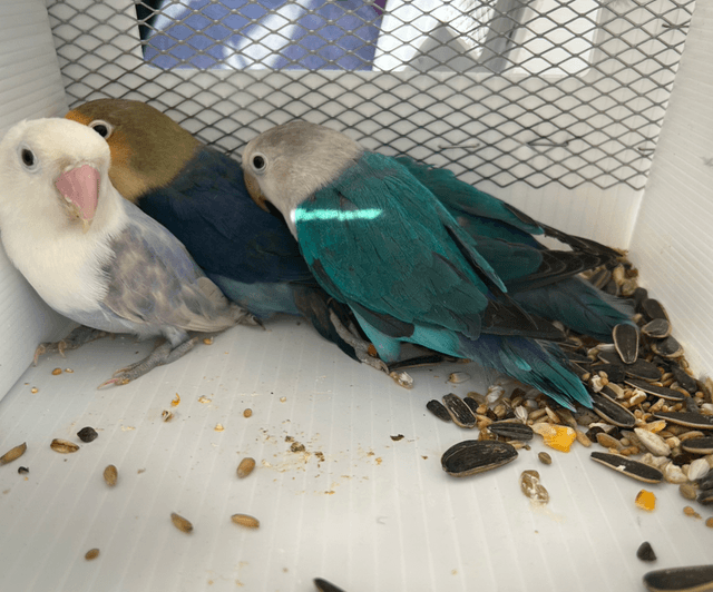 Various Baby  Lovebirds 