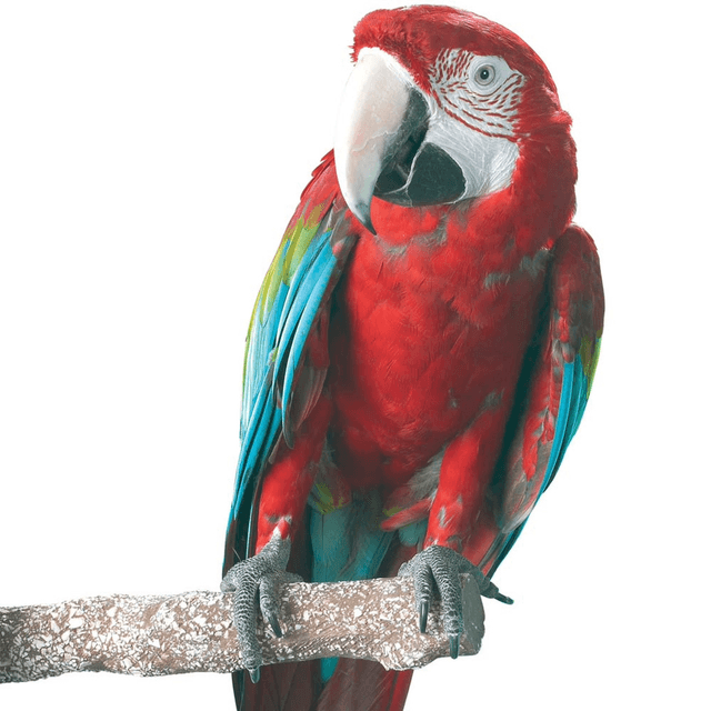 Beach Branch Perch - Large - Edible Parrot Perch