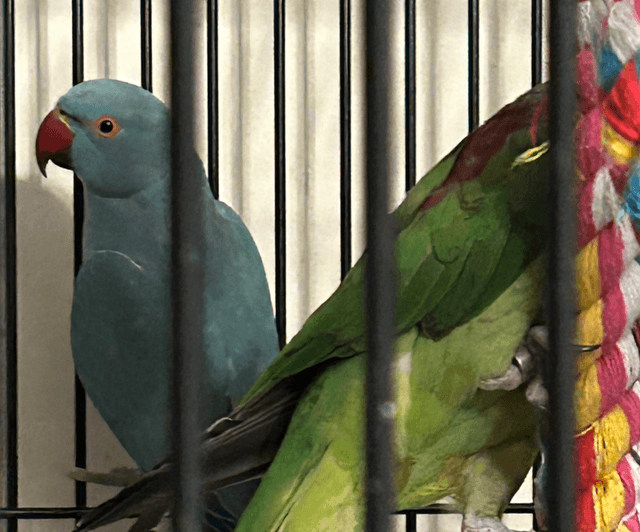 Blue Baby Indian Ringnecks 
